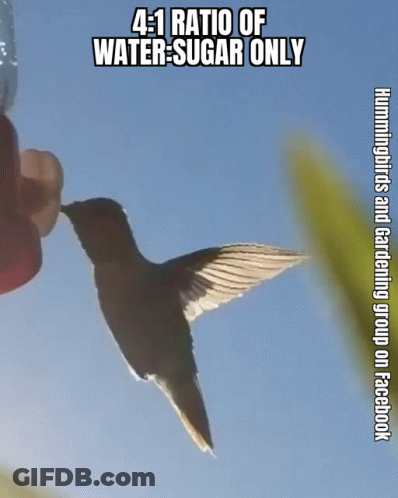 A Hummingbird Drinking From A Feeder With The Caption 4 : 1 Ratio Of Water Sugar Only GIF