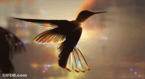 A Hummingbird Is Flying In The Sky With Its Wings Open GIF