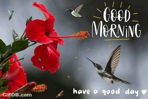 A Hummingbird Is Flying Near A Red Flower With The Words Good Morning Have A Good Day Written Below It GIF