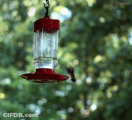 A Hummingbird Is Flying Towards A Bird Feeder With Frames Written On The Bottom GIF