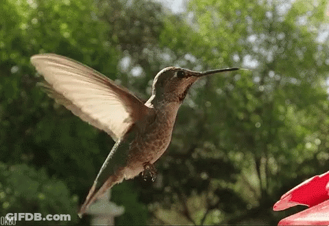 A Hummingbird Is Flying Towards A Red Flower In The Garden . GIF