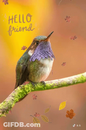 A Hummingbird Is Perched On A Branch With Leaves Falling In Front Of A Yellow Hello Friend Sign GIF