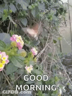 A Hummingbird Is Perched On A Flower With The Words Good Morning Written On It . GIF