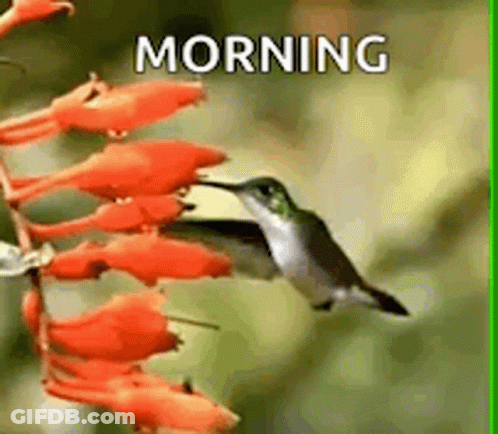 A Hummingbird Is Perched On A Flower With The Words `` Morning '' Written On The Bottom . GIF