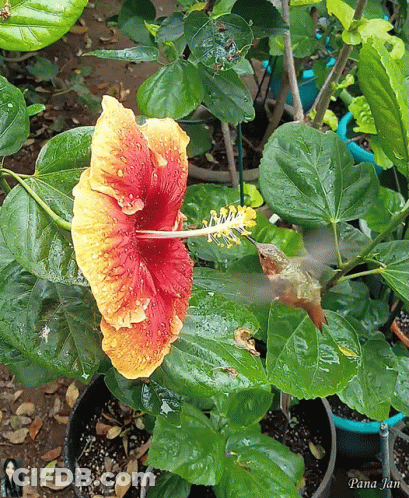 A Hummingbird Is Perched On A Hibiscus Flower With Pana Jan Written On The Bottom GIF