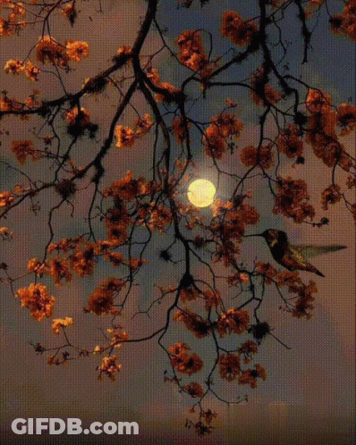 A Hummingbird Is Perched On A Tree Branch Looking Up At The Full Moon GIF