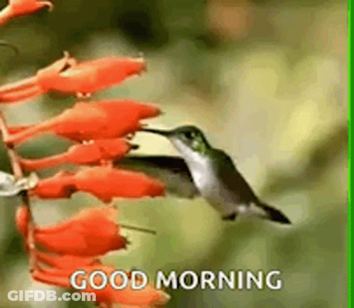 A Hummingbird Is Sitting On A Flower With The Words `` Good Morning '' Written On It . GIF