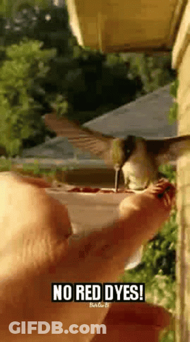 A Hummingbird Is Sitting On A Person 'S Hand With The Words No Red Dyes Written On The Bottom . GIF