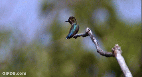A Hummingbird Perched On A Tree Branch With Trees In The Background GIF