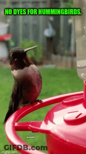 A Hummingbird Perched On Top Of A Red Feeder With The Words No Dyes For Hummingbirds GIF