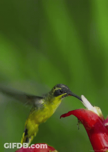 A Hummingbird Perched On Top Of A Red Flower With A Green Background GIF