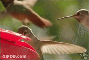 A Hummingbird Sitting On Top Of A Red Flower GIF