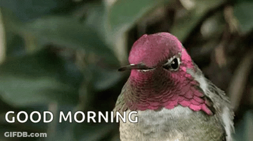 A Hummingbird With A Pink Head And A Long Beak Is Sitting On A Branch . GIF