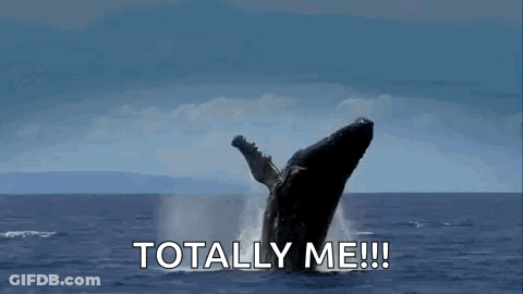 A Humpback Whale Is Breaching Out Of The Ocean With Its Mouth Open . GIF
