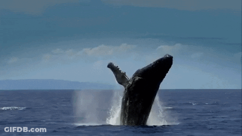 A Humpback Whale Is Breaching Out Of The Water GIF