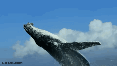 A Humpback Whale Is Jumping Out Of The Ocean GIF