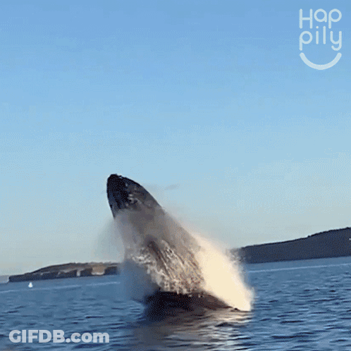 A Humpback Whale Is Jumping Out Of The Water In Front Of A Woman GIF