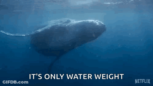 A Humpback Whale Is Swimming In The Ocean And Says It 'S Only Water Weight Netflix GIF