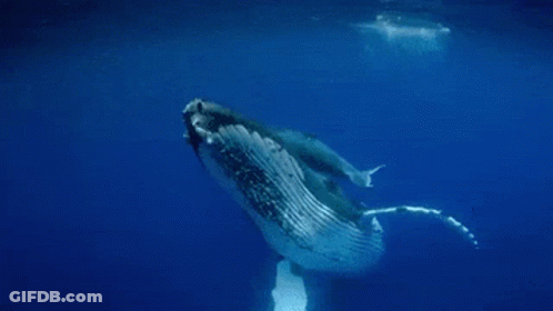 A Humpback Whale Is Swimming In The Ocean With Its Mouth Open GIF