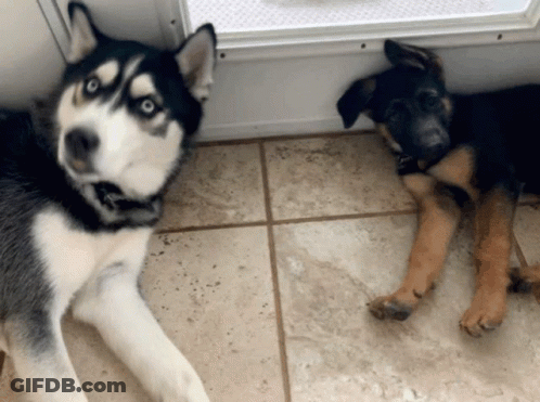 A Husky And A German Shepherd Puppy Are Laying On A Tiled Floor GIF