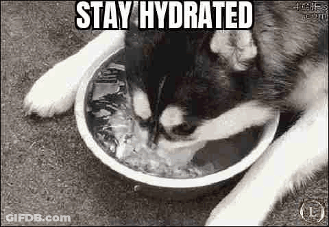 A Husky Dog Is Drinking Water From A Bowl Of Ice Cubes . GIF