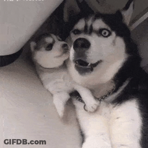 A Husky Dog Is Holding A Puppy In Its Arms And Looking At The Camera . GIF