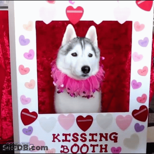A Husky Dog Is In A Kissing Booth Surrounded By Hearts GIF