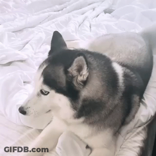 A Husky Dog Is Laying On A Bed With A White Blanket GIF
