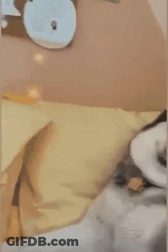 A Husky Dog Is Laying On A Bed With Its Tongue Out GIF