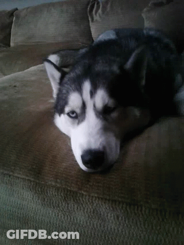A Husky Dog Is Laying On A Couch Looking At The Camera GIF