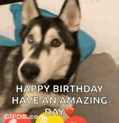 A Husky Dog Is Laying On A Couch With Balloons In Front Of It And Says `` Happy Birthday Have An Amazing Day '' . GIF