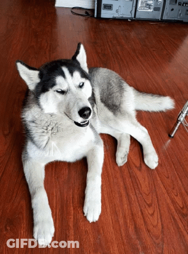 A Husky Dog Is Laying On A Hardwood Floor GIF