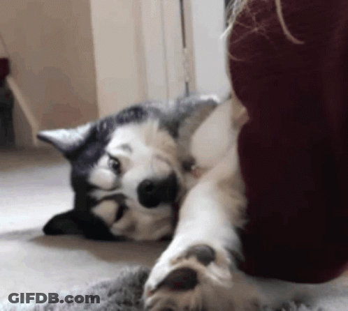 A Husky Dog Is Laying On Its Back Next To A Person GIF