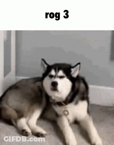 A Husky Dog Is Laying On The Floor In A Room With A Cat . GIF