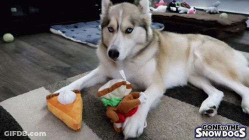A Husky Dog Is Laying On The Floor Next To A Stuffed Pumpkin Pie And A Stuffed Hamburger GIF