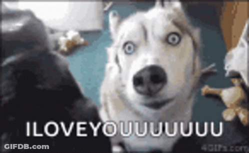 A Husky Dog Is Looking At The Camera With The Words `` I Love You '' Written On It . GIF