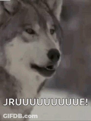 A Husky Dog Is Looking At The Camera With The Words `` Jruuuuuuue '' Written On The Bottom . GIF