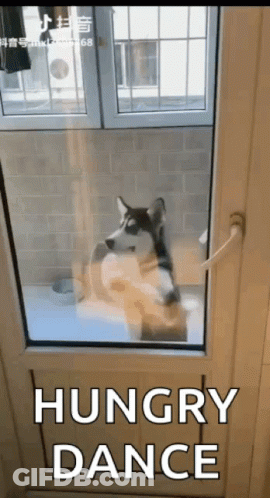 A Husky Dog Is Looking Out Of A Window With The Words Hungry Dance Written Below It GIF