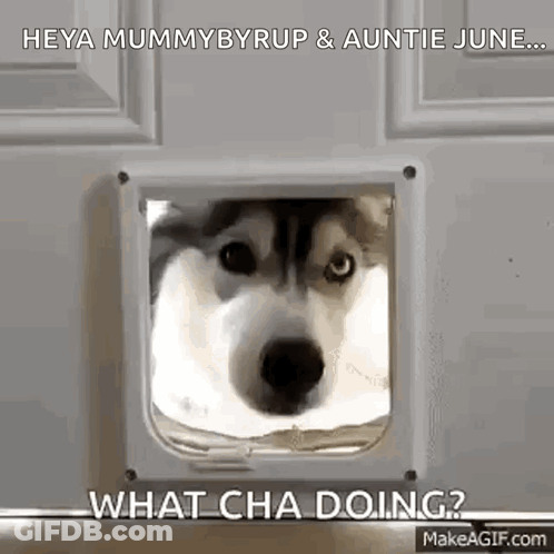 A Husky Dog Is Looking Through A Cat Door And Making A Funny Face . GIF