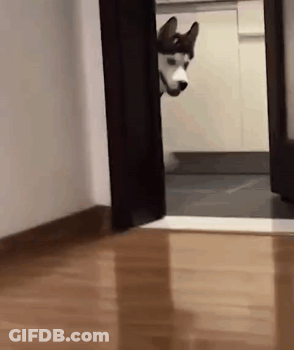 A Husky Dog Is Peeking Out Of A Doorway In A Hallway . GIF