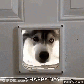 A Husky Dog Is Peeking Through A Cat Door . GIF