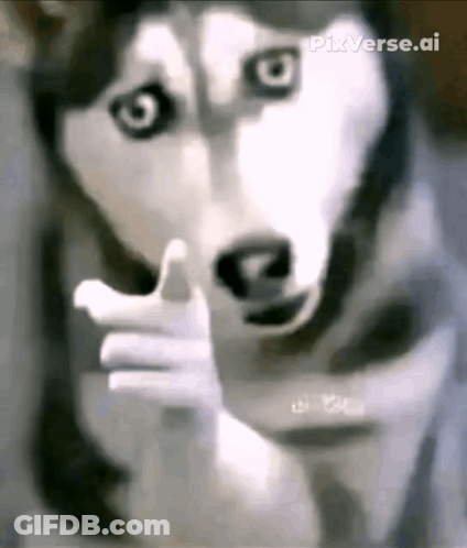 A Husky Dog Is Pointing At The Camera With A Finger GIF