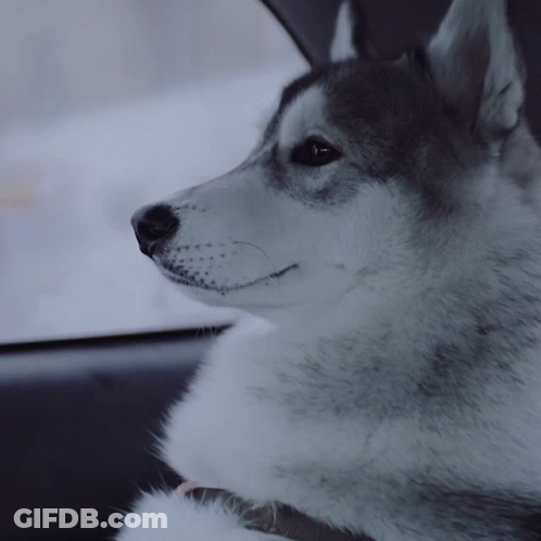 A Husky Dog Is Sitting In A Car And Looking Out The Window GIF