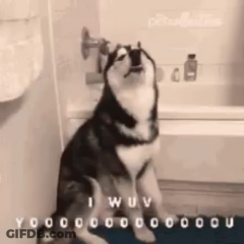 A Husky Dog Is Sitting In Front Of A Bathtub With Its Mouth Open GIF