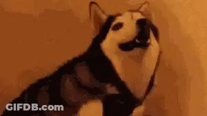 A Husky Dog Is Sitting In Front Of A Wall And Looking At The Camera . GIF