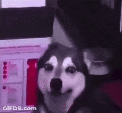 A Husky Dog Is Sitting Next To A Person In A Room . GIF