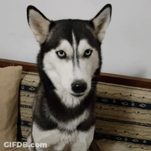 A Husky Dog Is Sitting On A Couch And Looking At The Camera With A Pillow In The Background GIF
