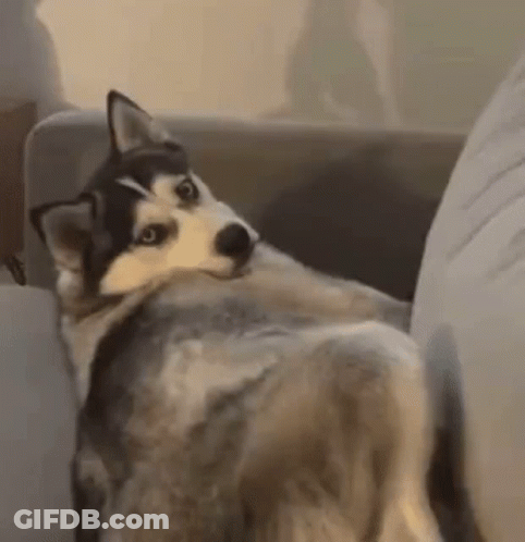 A Husky Dog Is Sitting On A Couch And Looking At The Camera With A Surprised Look On Its Face . GIF