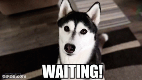 A Husky Dog Is Sitting On A Rug With The Words Waiting Written On It . GIF
