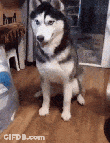 A Husky Dog Is Sitting On Its Hind Legs On A Wooden Floor In A Room . GIF